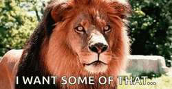 Hungry Lion Meme