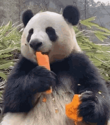 Hungry Panda Eating Carrot