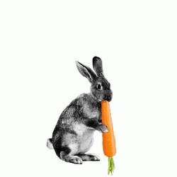 Hungry Rabbit Chomp Carrots GIF
