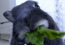 Hungry Rabbit Eating Leaf GIF