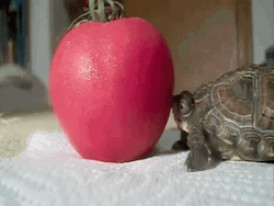Hungry Turtle Trying To Eat Tomato GIF | GIFDB.com