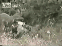 Hunting Mishap Deer Attacking Hunter GIF