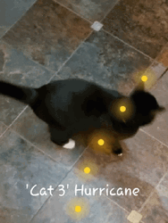 Hurricane Cat GIF