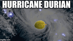 Hurricane Durian Hurricane Meme GIF