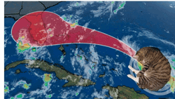 Hurricane Meme Cat In The Weather Tracker GIF