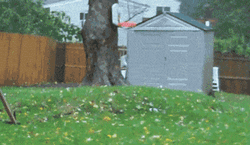 Hurricane Patrick Meme GIF