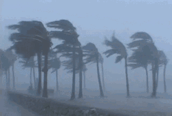 Hurricane Strong Winds GIF