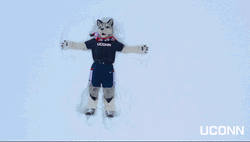 Husky GIF