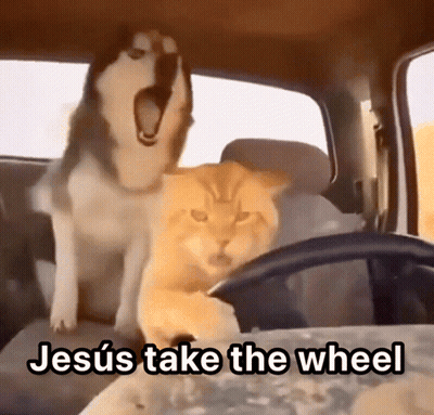 Husky And Cat In Car With Jesus Take The Wheel GIF
