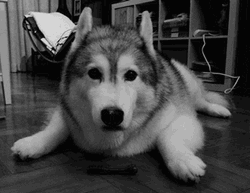 Husky Awaits Playtime With Anticipation GIF