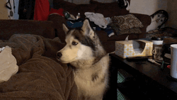 Husky Begging Look GIF