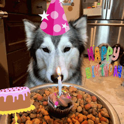 Husky Celebrates With A Happy Birthday Treat GIF