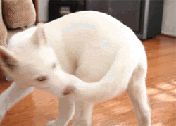 Husky Chasing Tail In Living Room GIF