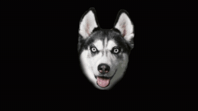 Husky Close Up With Tongue Out GIF
