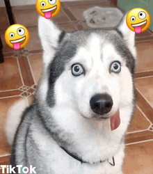 Husky GIF