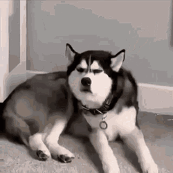 Husky Dog Angry Pout