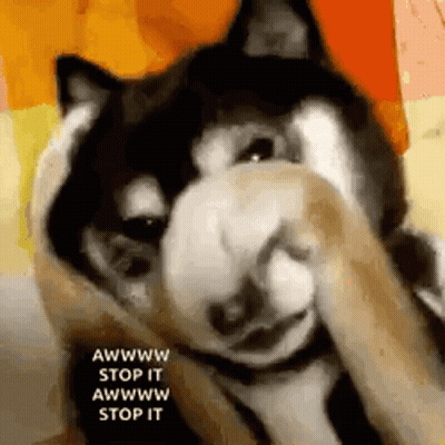 Husky Dog Covering Face With Paws GIF