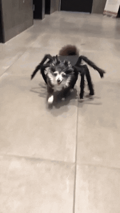 Husky Dog Dressed As Spider Running Down Tiled Floor GIF