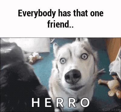 Husky Dog Everybody Has That One Friend GIF