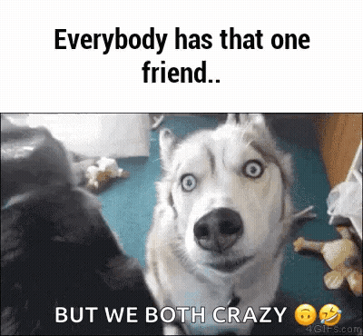 Husky Dog Everybody Has That One Friend But We Both Crazy GIF