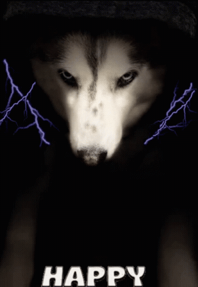 Husky Dog Happy Star Wars Day GIF