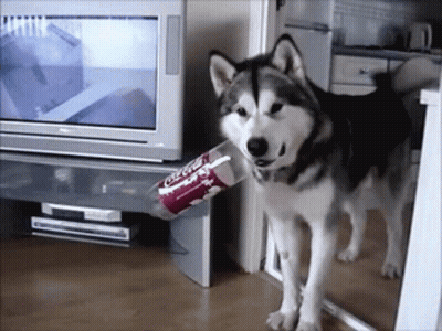 Husky Dog Holding Coca Cola Bottle GIF