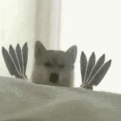 Husky Dog Holding Lots Of Knife GIF