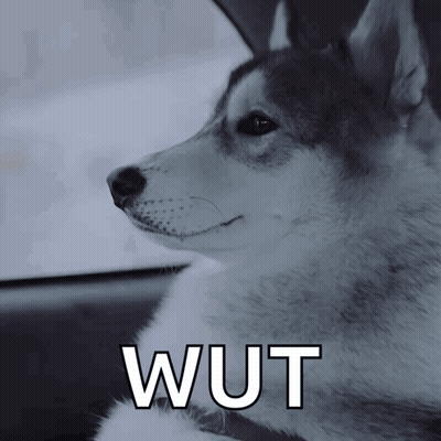 Husky Dog In Car Saying Wut GIF