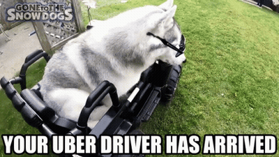 Husky Dog In Toy Car Uber Driver GIF