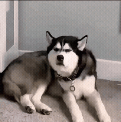 Husky Dog Laying Down