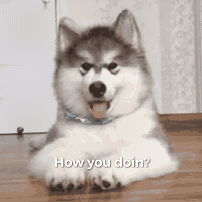 Husky Dog Laying Down Asking How You Doin GIF