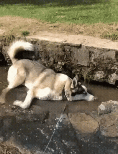 Husky Dog Laying On Back In Stream GIF