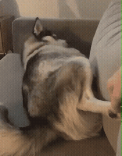 Husky Dog Laying On Back On Couch GIF