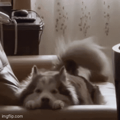Husky Dog Laying On Couch Looking At Camera GIF
