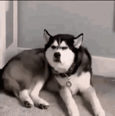 Husky Dog Laying On Floor In Room GIF