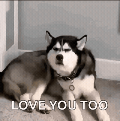 Husky Dog Laying On Floor Saying Love You Too GIF