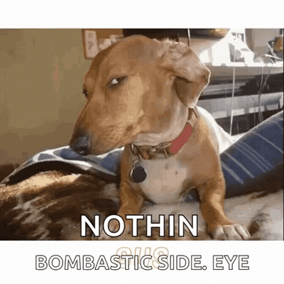 Husky Dog Laying On Its Back On Couch GIF