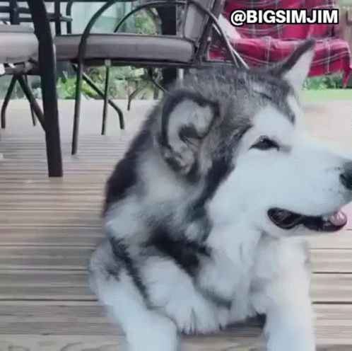 Husky Dog Laying On Wooden Deck GIF