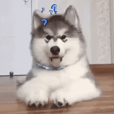 Husky Dog Laying With Blue Question Mark GIF