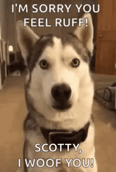 Husky Dog Looking At Camera Saying I'm Sorry You Feel Ruff GIF