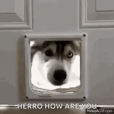 Husky Dog Looking Out Cat Door GIF