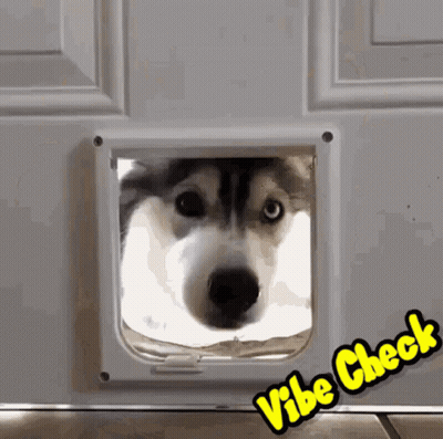 Husky Dog Looking Through Cat Door Vibe Check GIF
