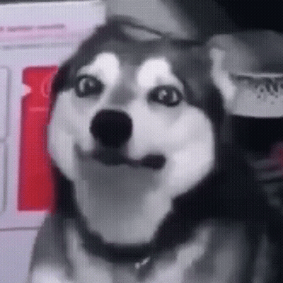 Husky Dog Making Funny Face GIF