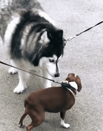 Husky Dog On Leash Next To Small Brown Dog GIF