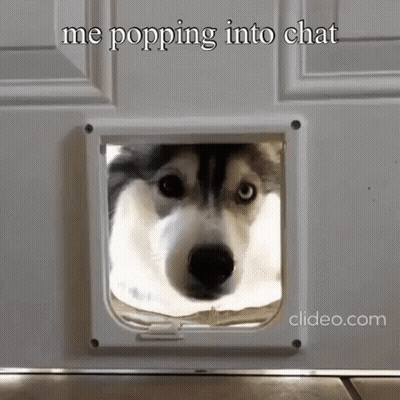 Husky Dog Peeking Through Cat Door GIF