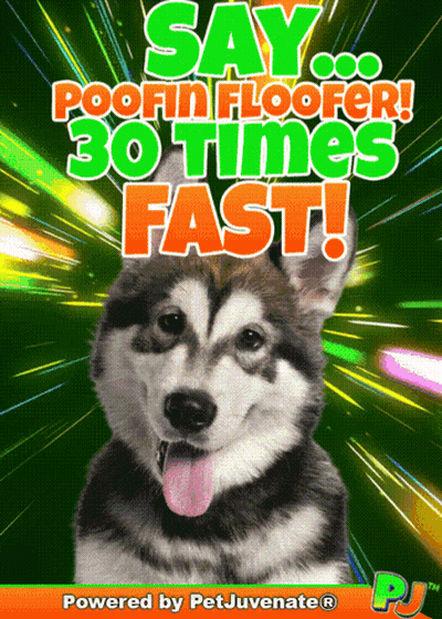 Husky Dog Say Poofin Floorer 30 Times Fast GIF