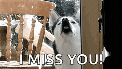 Husky Dog Saying I Miss You GIF