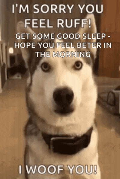 Husky Dog Saying Sorry GIF