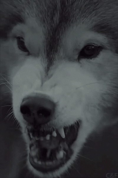 Husky Dog Showing Teeth GIF