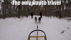 Husky Dog Sledding In Snow GIF